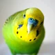 A Budgie