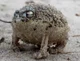 Desert rain frog