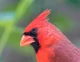 Northern Cardinal
