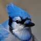 Blue Jay