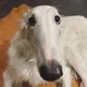 Borzoi