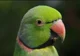 Rose-ringed Parakeet