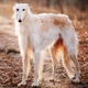 Borzoi Dog