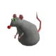 Rat
