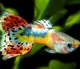 Guppy