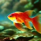 Goldfish in a Bowl