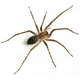 Little house spider