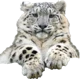 Snow Leopard