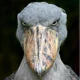 Shoebill stork
