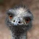 Random Emu