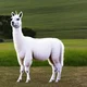 funny llama