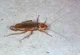 a cockroach