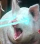 LazerPig