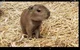Baby Capybara