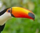 Toucan