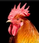 Rooster