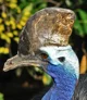 Southern Cassowary