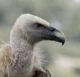 Griffon vulture