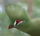 Green Turaco