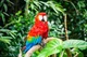 Parrot 
