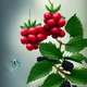 Mutation Berries