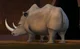 Roy the Rhino