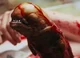 Xenomorph baby