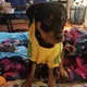 Cosmo the Rottweiler