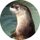 Wild River Otter