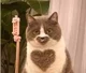 Heart cat