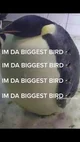 Da biggest bird
