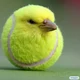 Tennis ball canary 