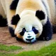 A panda