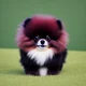 Pomeranian maker