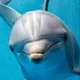 A Dolphin