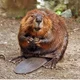 A random beaver