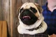 a normal pug