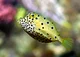 Boxfish 