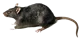 Rat