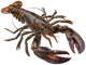 Lobster