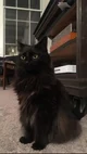 Black kitty cat