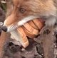 Rabies fox