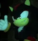 shadow the hedgehog