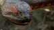 Anaconda 1997