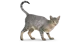Cat Simulator