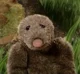 Morely the Mole