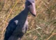shoebill stork