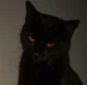 Devil Cat
