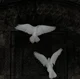 Two doves