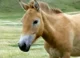 Przewalskis horse